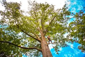 Best Commercial Tree Services  in Waurika, OK