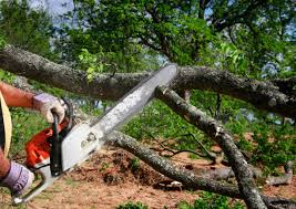 Best Storm Damage Tree Cleanup  in Waurika, OK