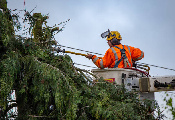 How Our Tree Care Process Works  in  Waurika, OK