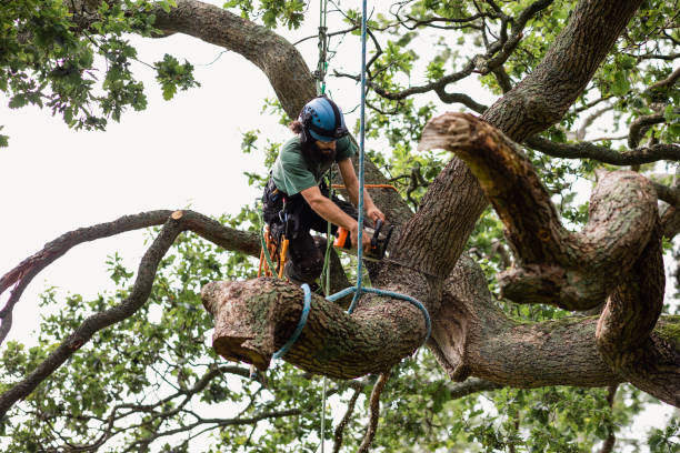 Best Tree Removal  in Waurika, OK