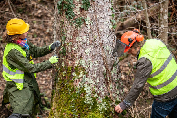 Best Emergency Tree Removal  in Waurika, OK