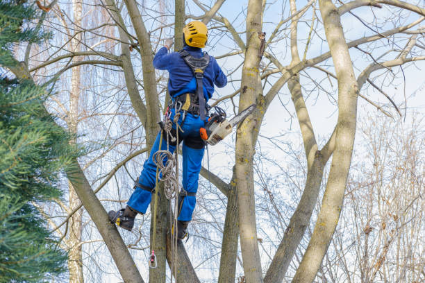 Best Hedge Trimming  in Waurika, OK