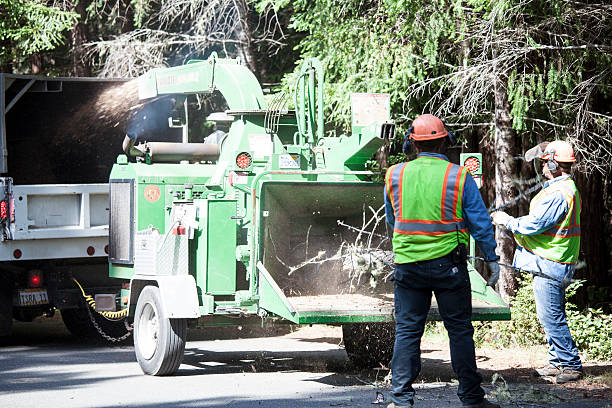 Professional Tree Removal Services in Waurika, OK