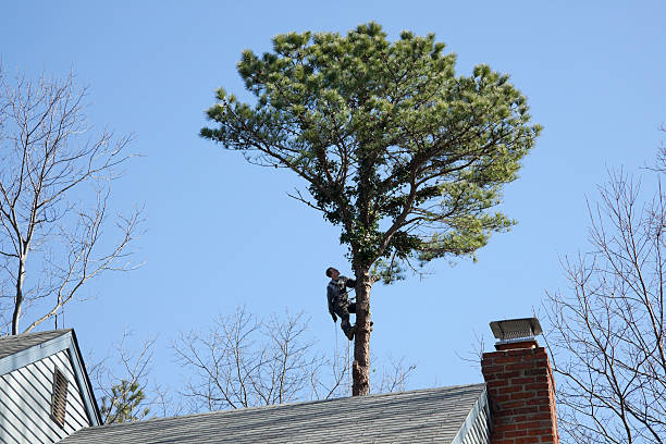  Waurika, OK Tree Removal Services Pros