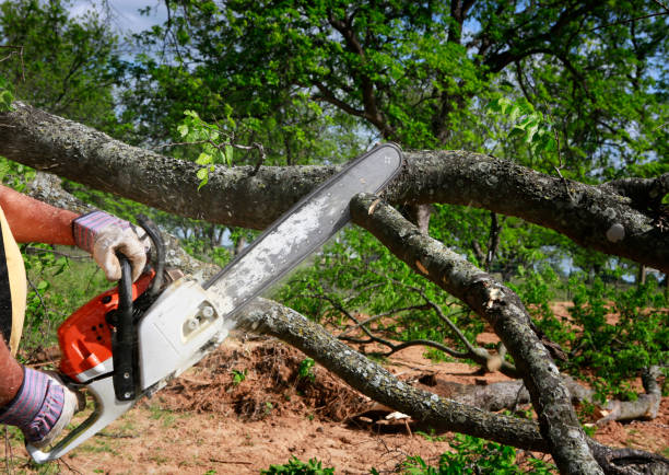 Best Arborist Consultation Services  in Waurika, OK